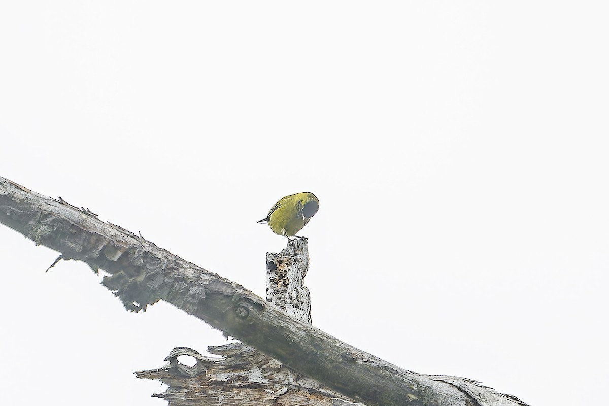 Black-capped Siskin - ML633966236
