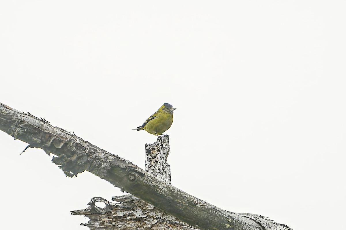 Black-capped Siskin - ML633966237