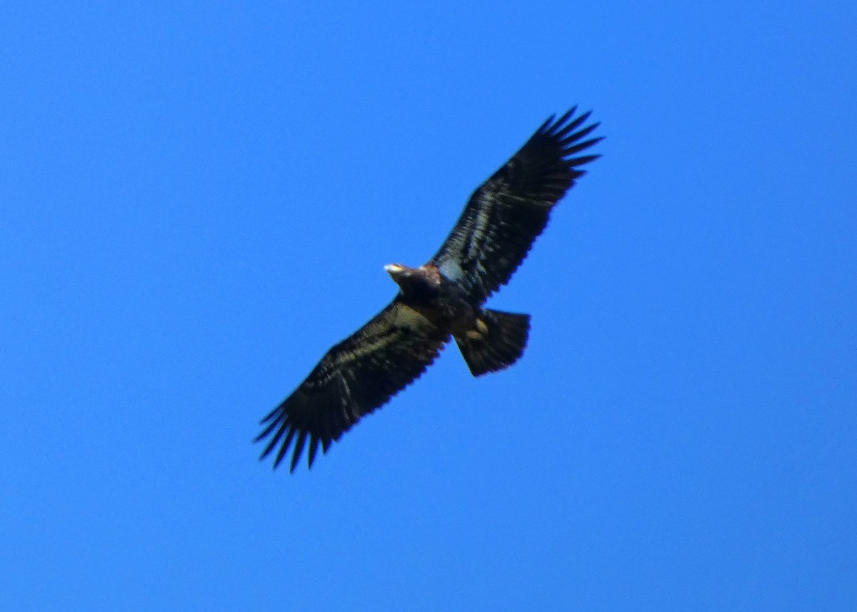 Bald Eagle - ML633966276