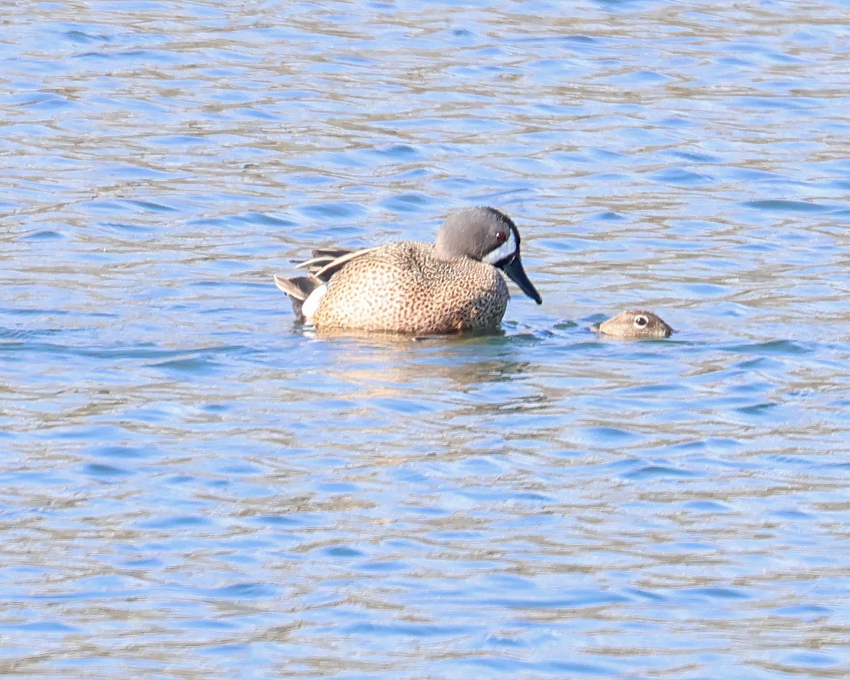 Blue-winged Teal - ML633966281