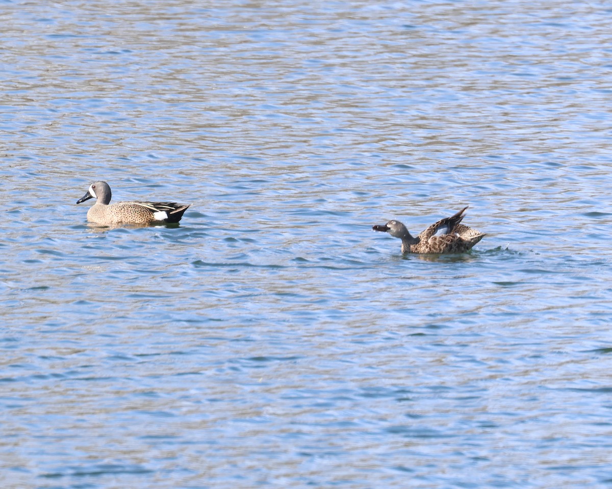 Blue-winged Teal - ML633966308