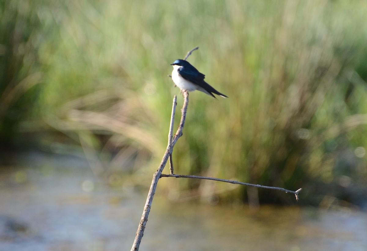 Tree Swallow - ML63396631