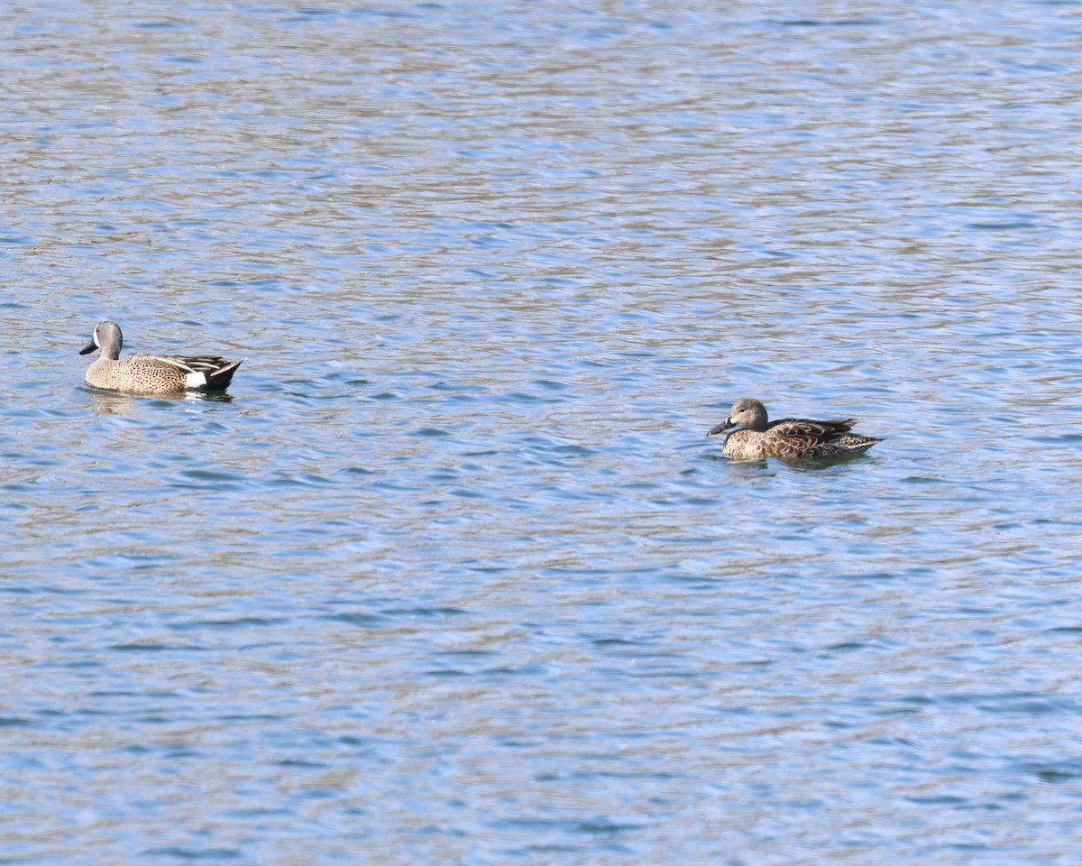 Blue-winged Teal - ML633966323