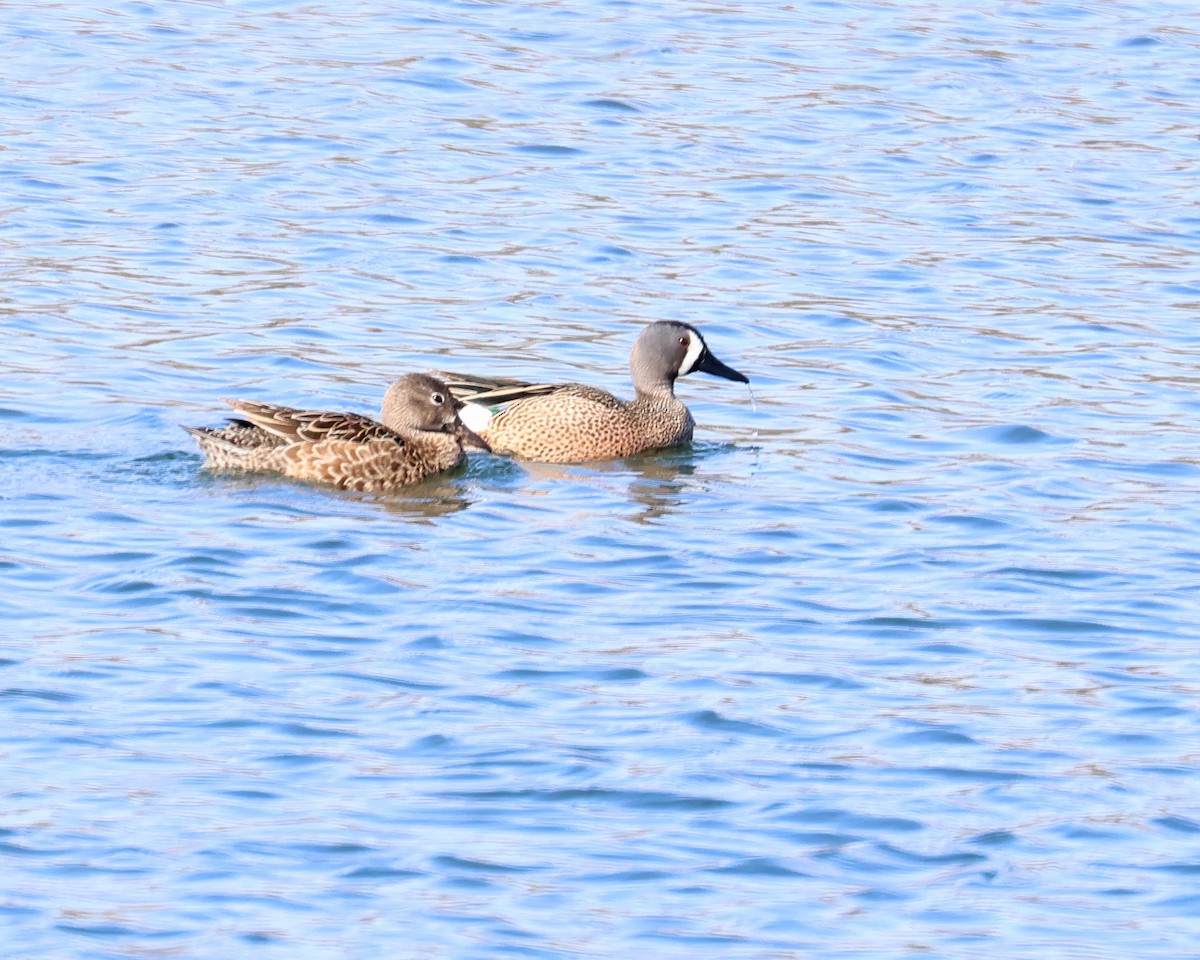 Blue-winged Teal - ML633966339