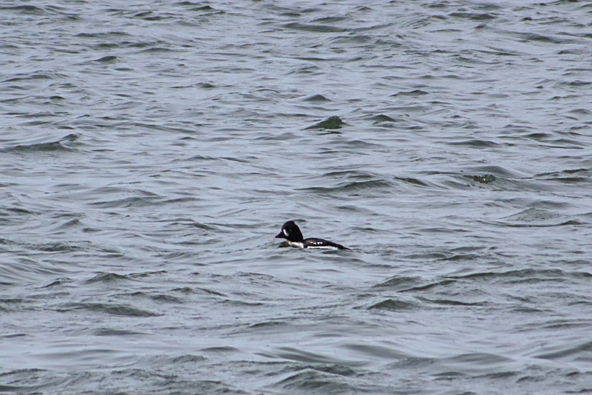 Barrow's Goldeneye - ML633966370