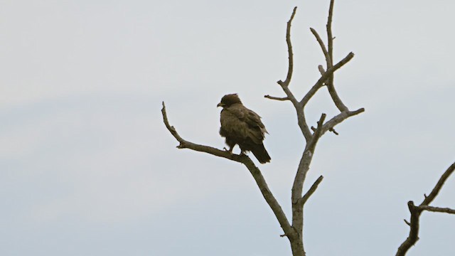 Wahlberg Küçük Kartalı - ML633966375