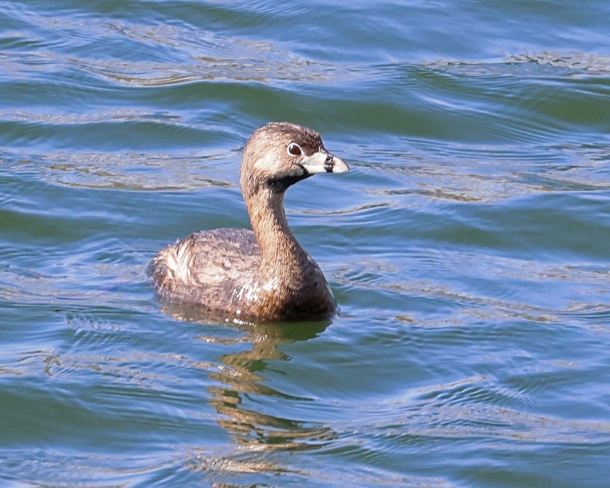 Pied-billed Grebe - ML633966376