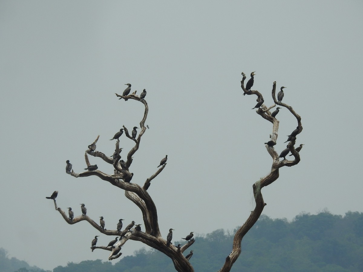 Тураг гогой - ML633966418