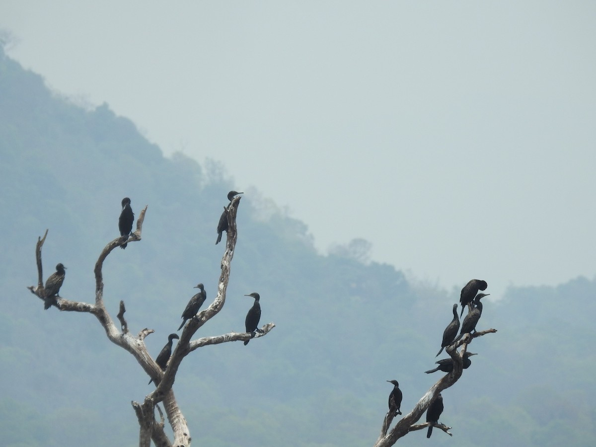 Indian Cormorant - ML633966435