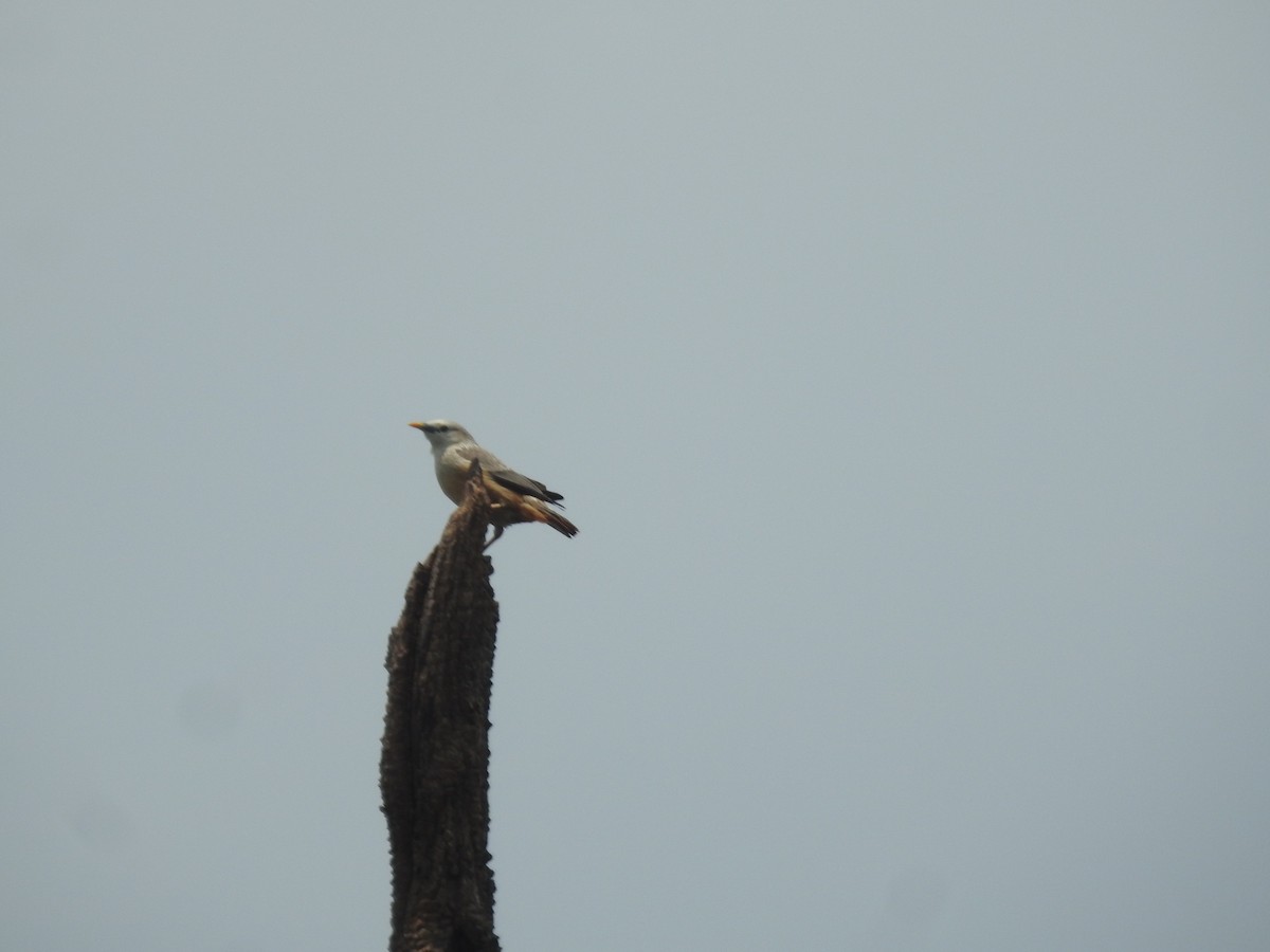 Malabar Starling - ML633966453