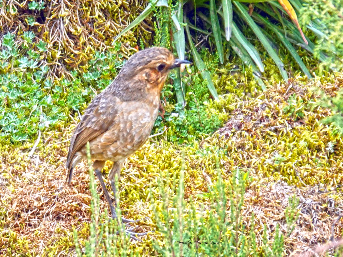 Boyaca Antpitta - ML633966455