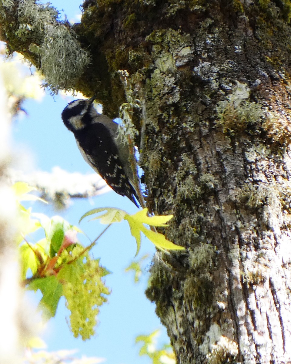 Downy Woodpecker - ML633966462