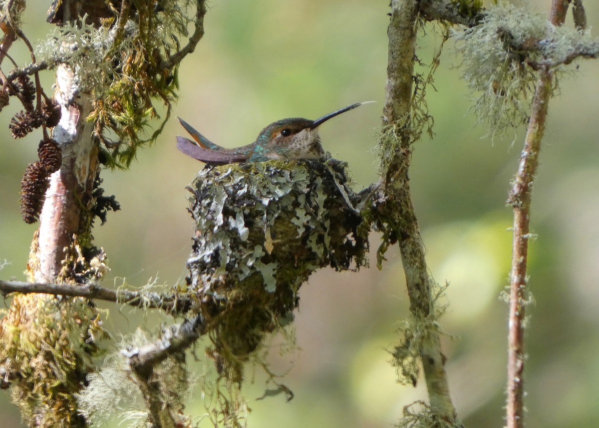 Rufous Hummingbird - ML633966594