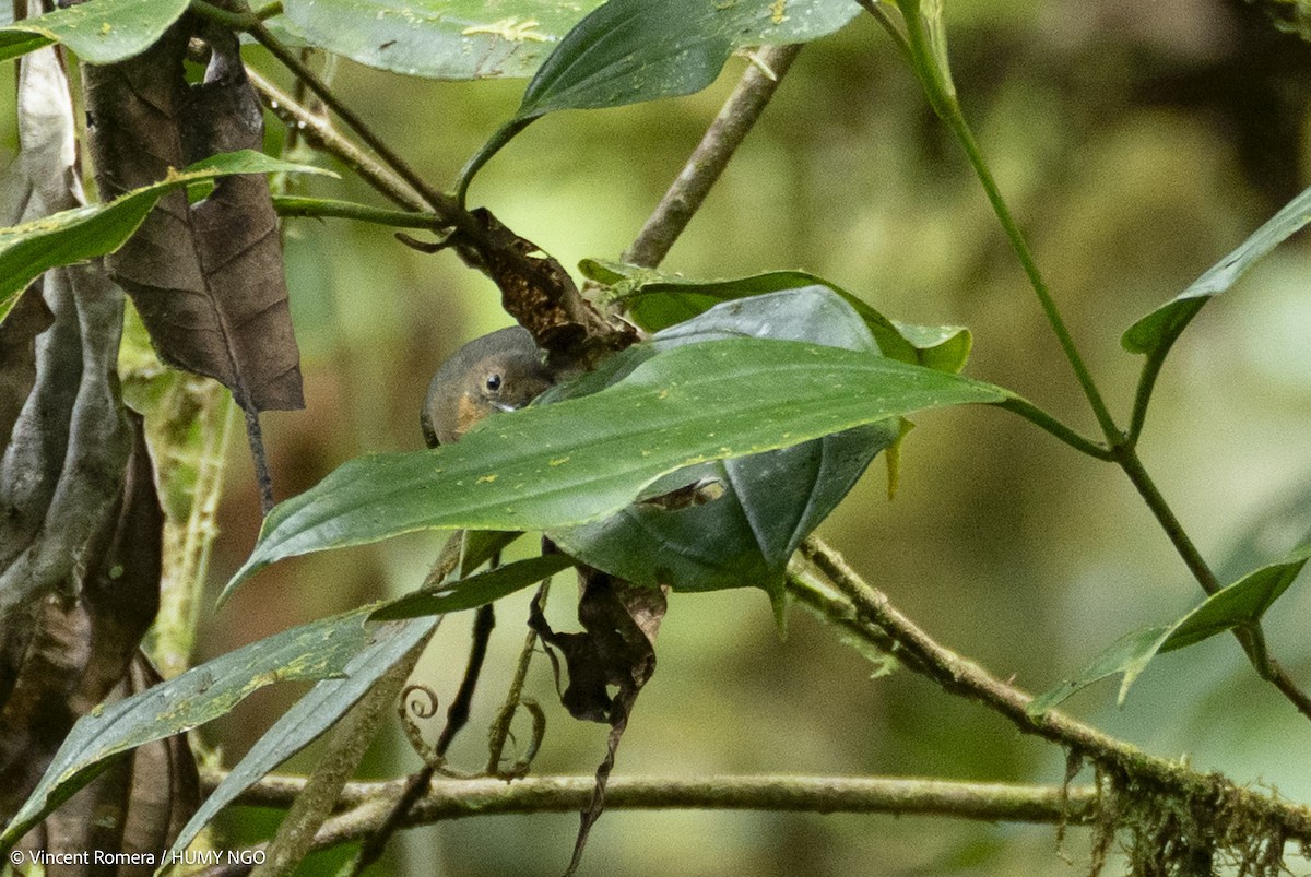 Northern Schiffornis - ML633966838
