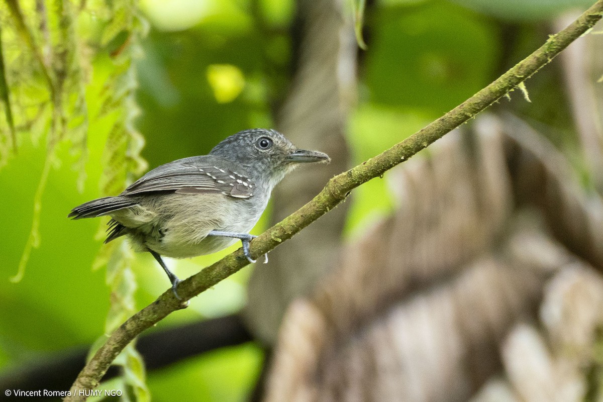 Spot-crowned Antvireo - ML633966849