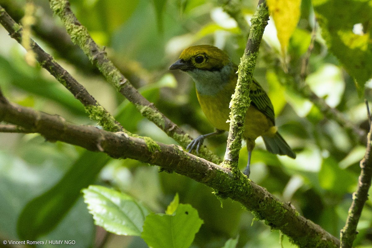 Silver-throated Tanager - ML633966871