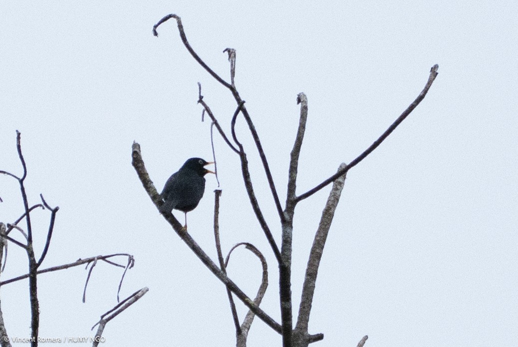 Pale-eyed Thrush - ML633966883