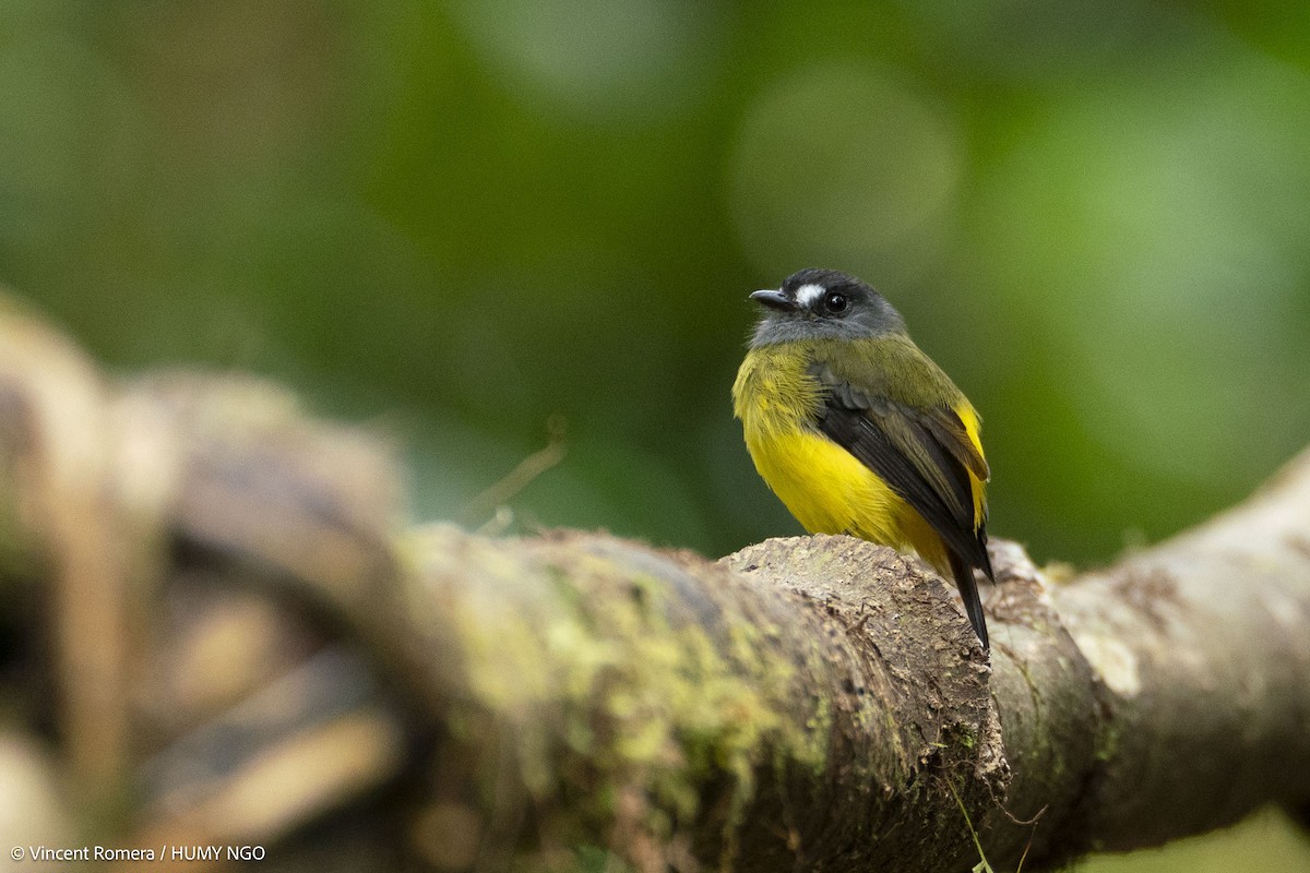 Ornate Flycatcher - ML633966889