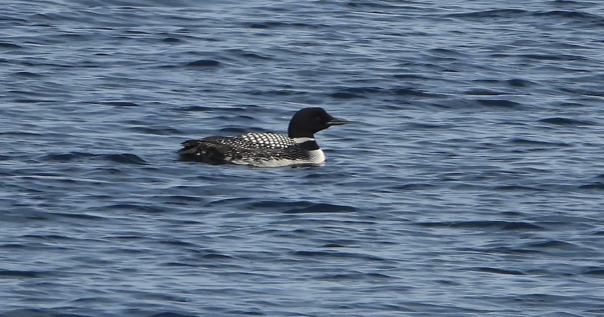 ハシグロアビ - ML633966890