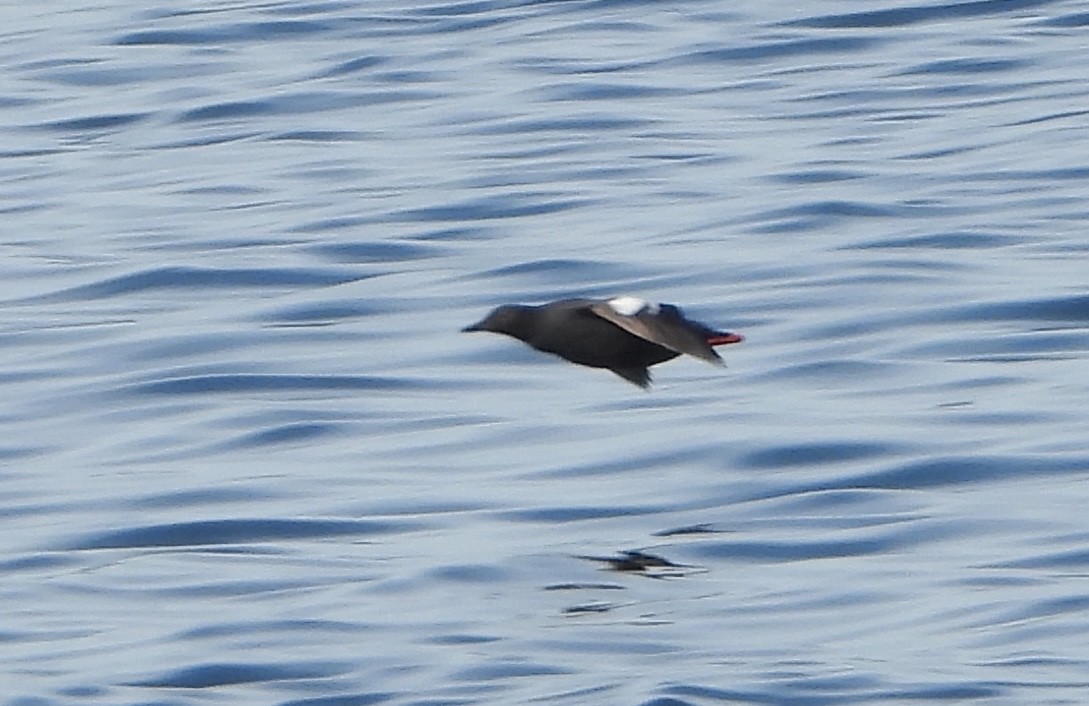 アメリカビロードキンクロ - ML633966897