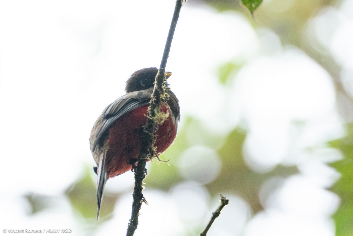 Collared Trogon - ML633966924