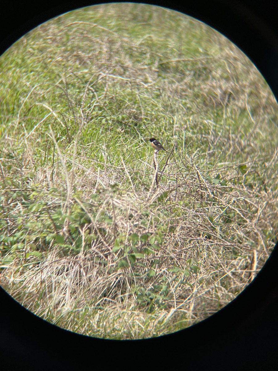 European Stonechat - ML633967045