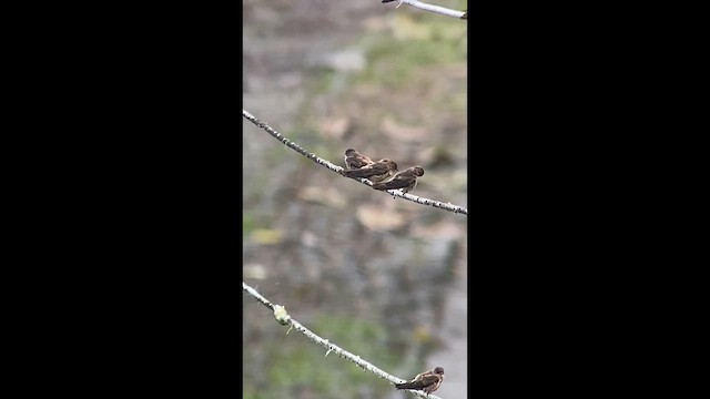 White-thighed Swallow - ML633967110