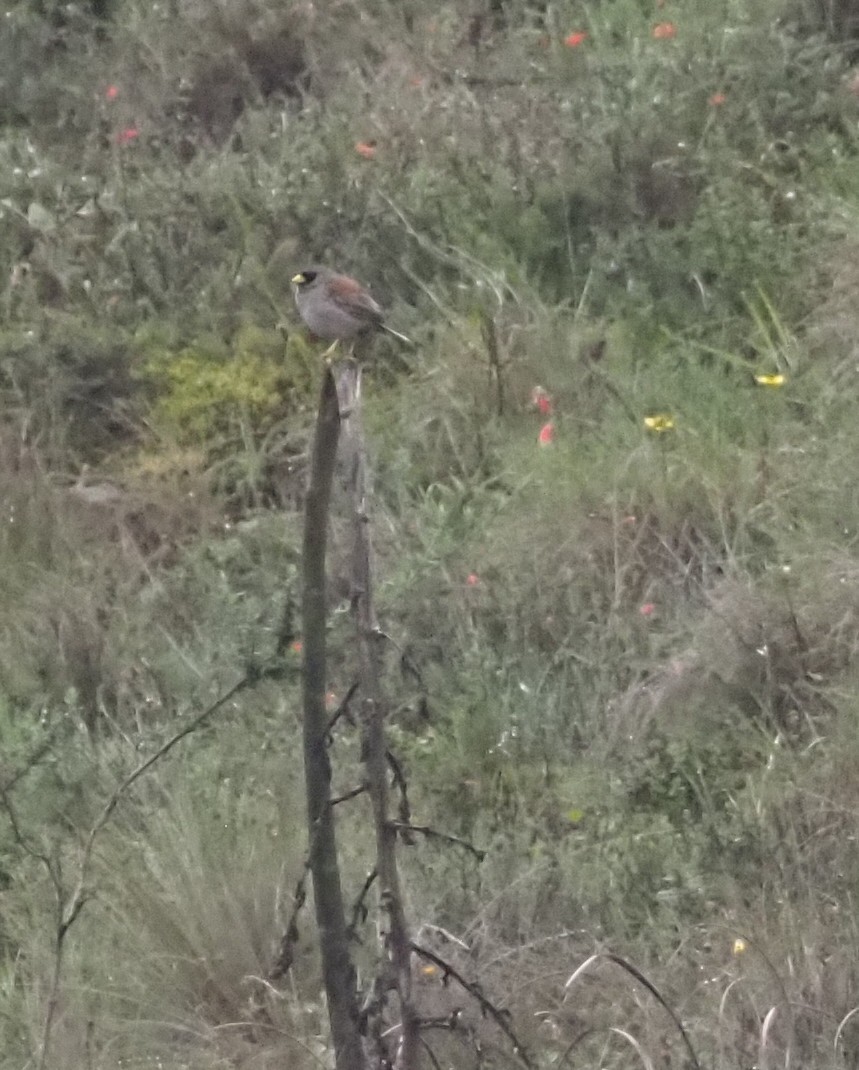 Rufous-backed Inca-Finch - ML633967133