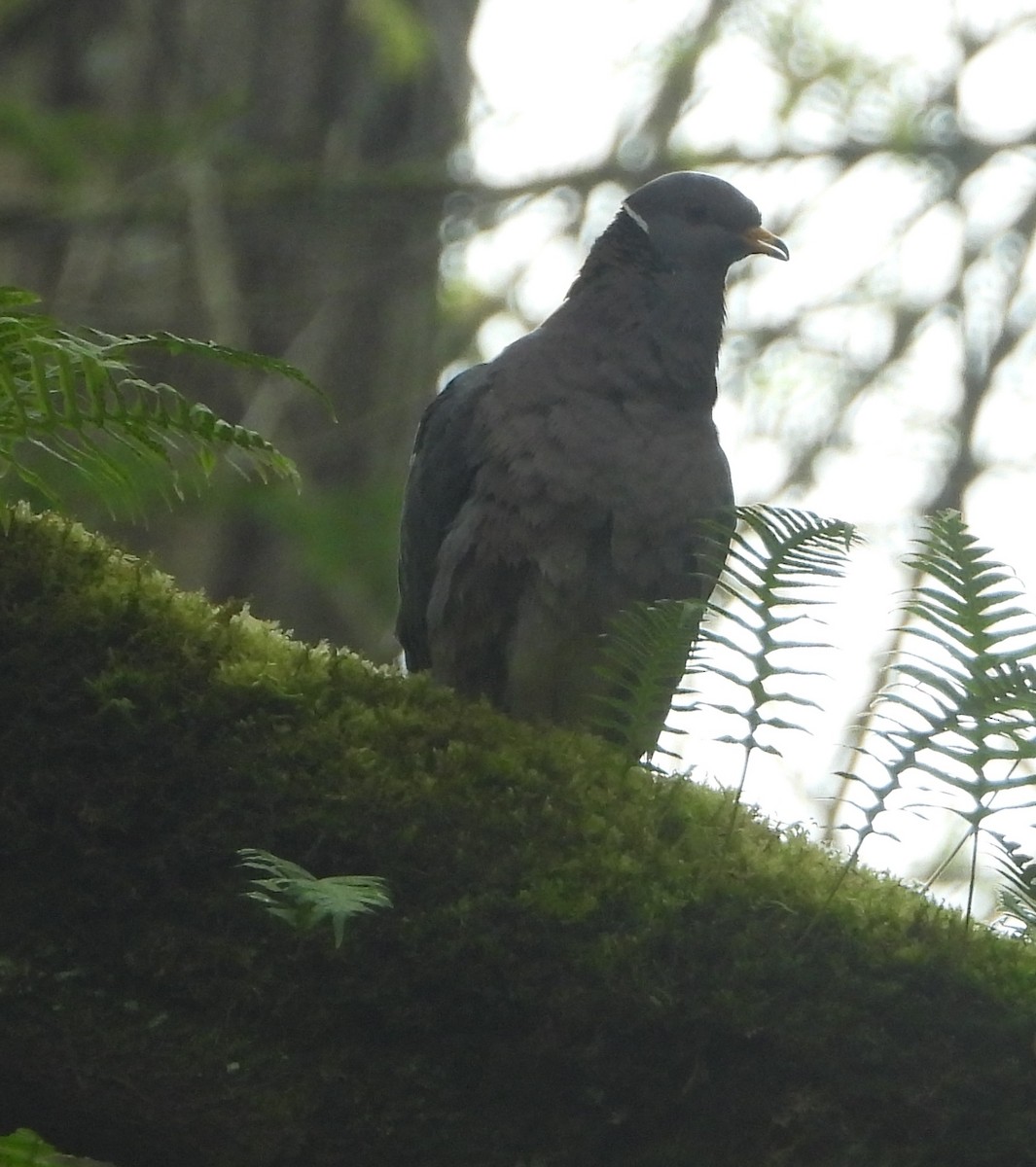 オビオバト - ML633967362