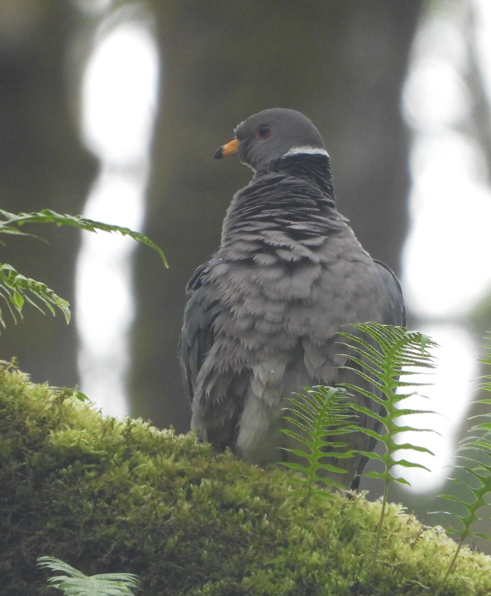 オビオバト - ML633967369