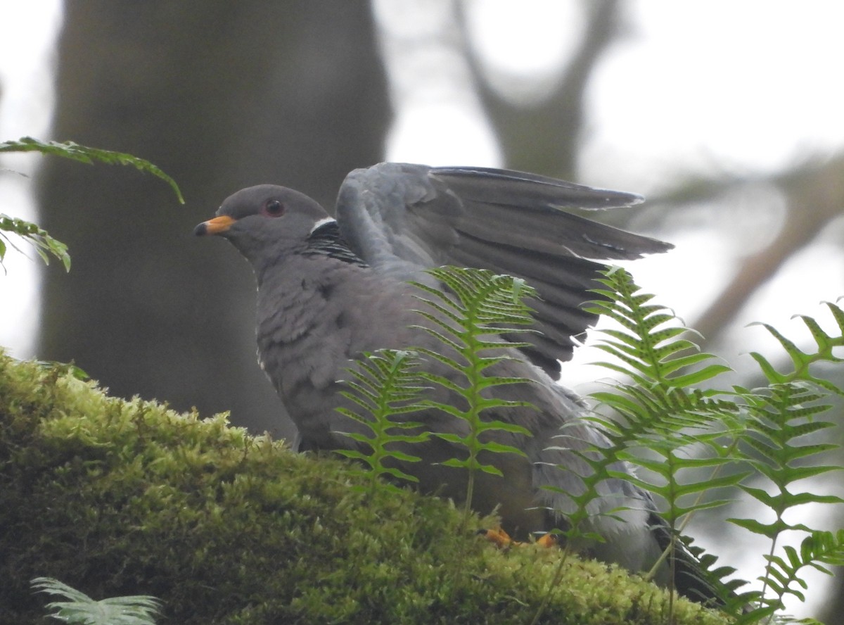 オビオバト - ML633967381