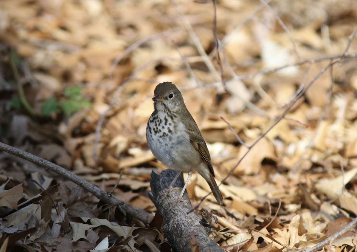 Hermit Thrush - Jim Kuehlke