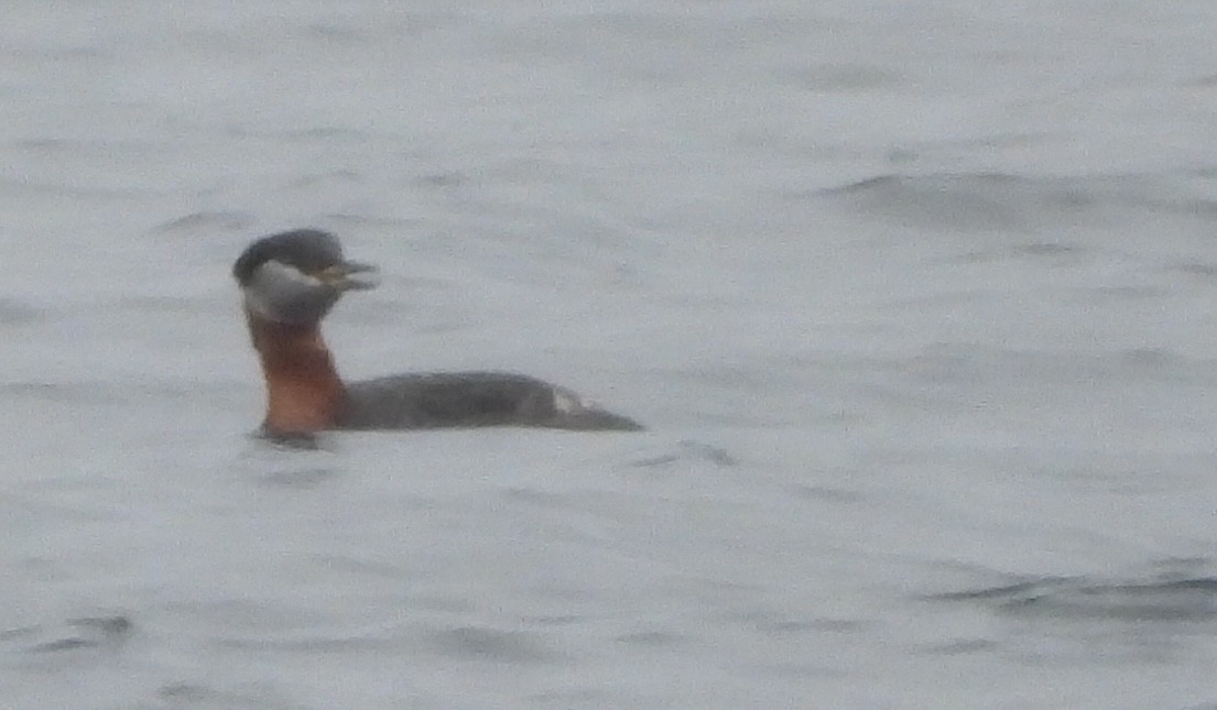 アカエリカイツブリ - ML633967715