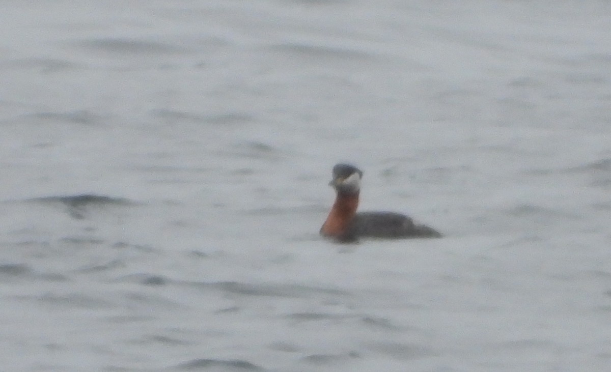 アカエリカイツブリ - ML633967725