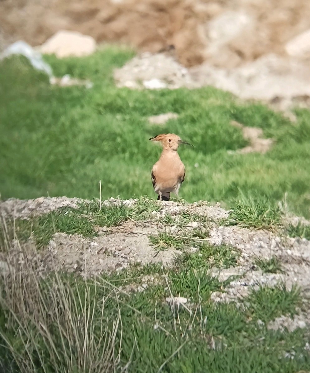 Common Hoopoe - ML633967777