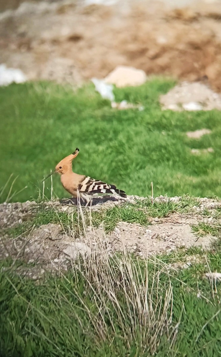 Common Hoopoe - ML633967778