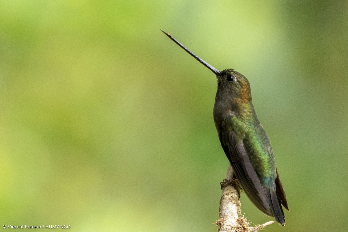 Green-fronted Lancebill - ML633967800