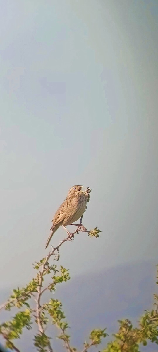 Corn Bunting - ML633967804