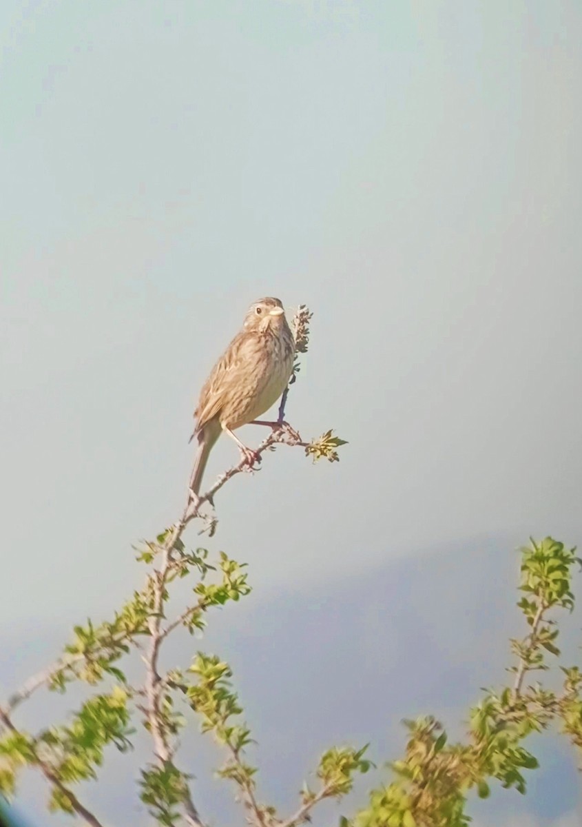 Corn Bunting - ML633967805