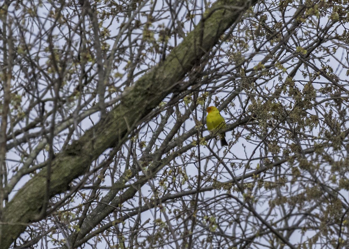 Western Tanager - ML633967822