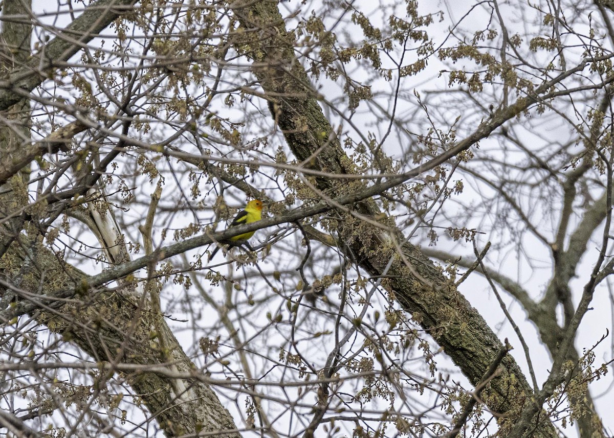 Western Tanager - ML633967824