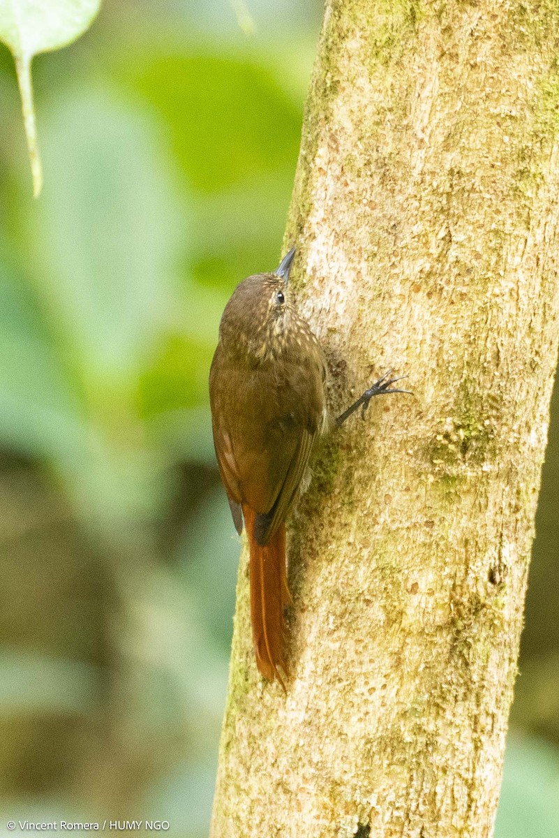 Wedge-billed Woodcreeper - ML633967939