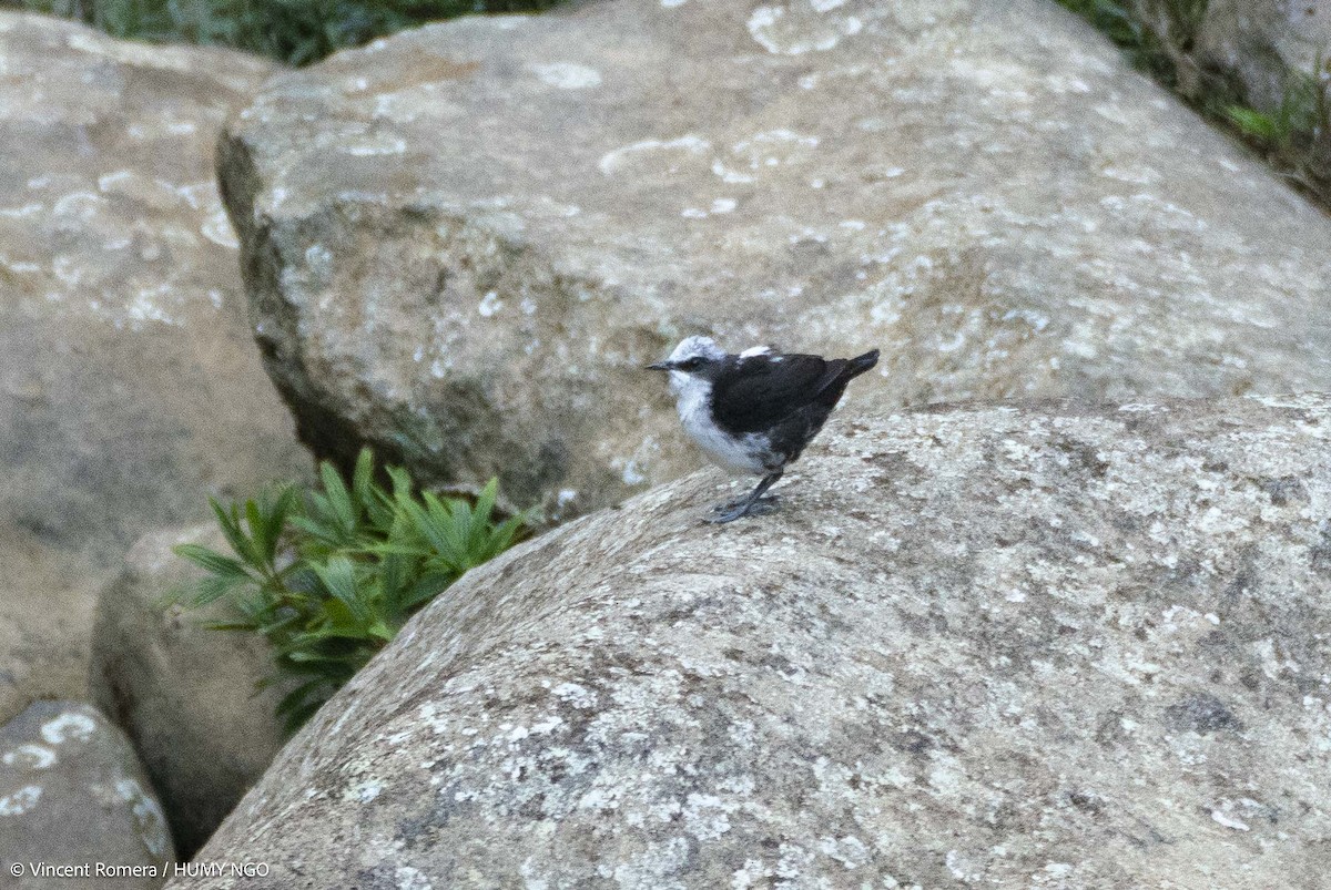 White-capped Dipper (White-bellied) - ML633967944