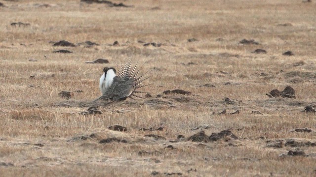 Gunnison Sage-Grouse - ML633968033