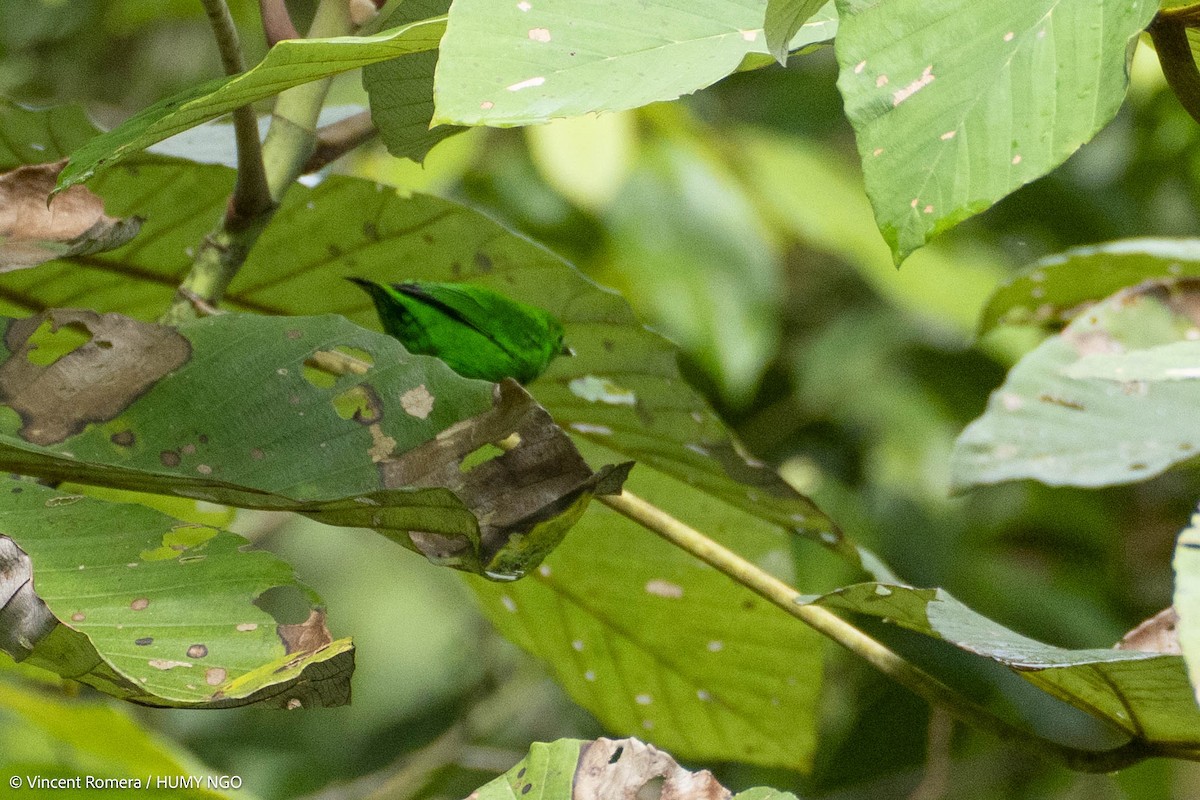 Glistening-green Tanager - ML633968119