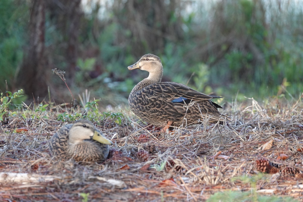 Mottled Duck - ML633968163