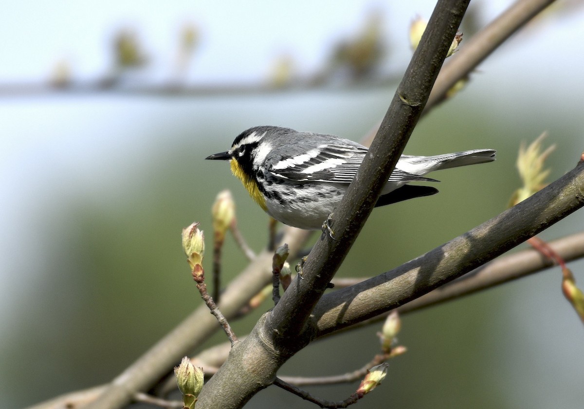 Yellow-throated Warbler - ML633968225