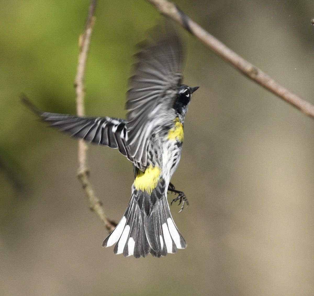 Yellow-rumped Warbler - ML633968234