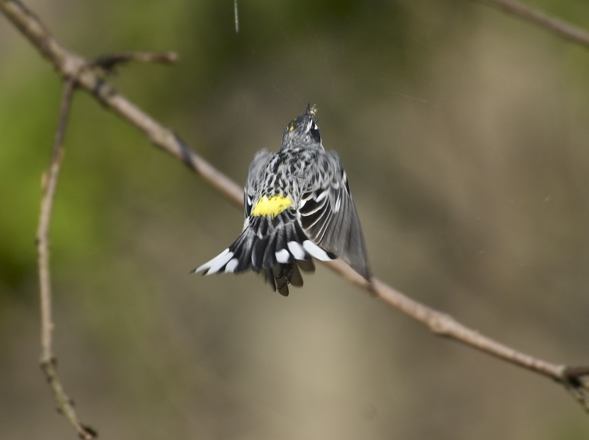 Yellow-rumped Warbler - ML633968235