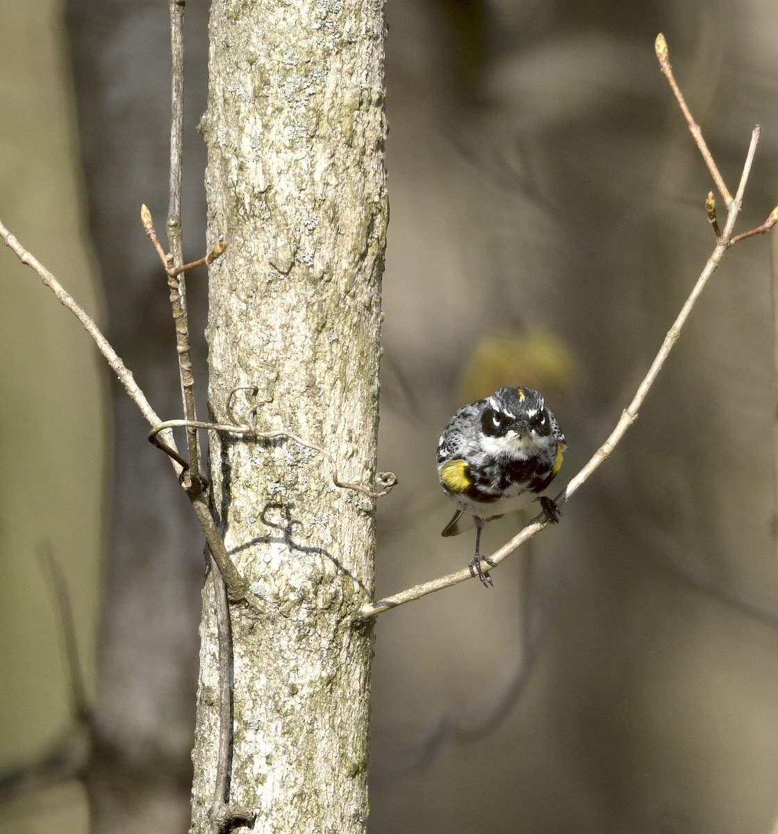 Yellow-rumped Warbler - ML633968241